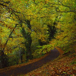 Castañar - <I>Chestnut Forest</I>
